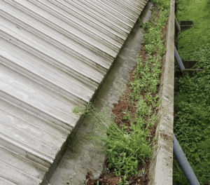 Happy customers in Henley-on-Thames who trust The Roof Moss Cleaners for gutter cleaning services